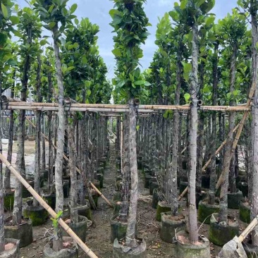 菠萝蜜树苗基地直销规格齐全欢迎老板来电咨询合作