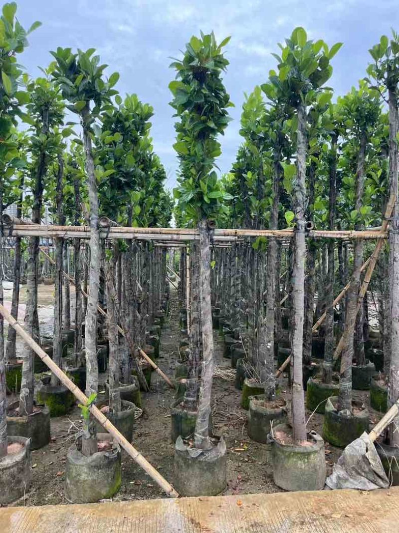 菠萝蜜树苗基地直销规格齐全欢迎老板来电咨询合作