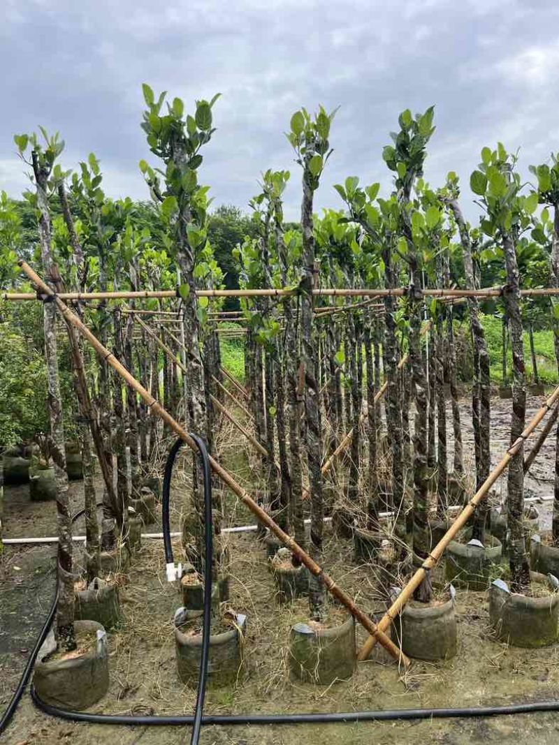菠萝蜜树苗基地直销规格齐全欢迎老板来电咨询合作