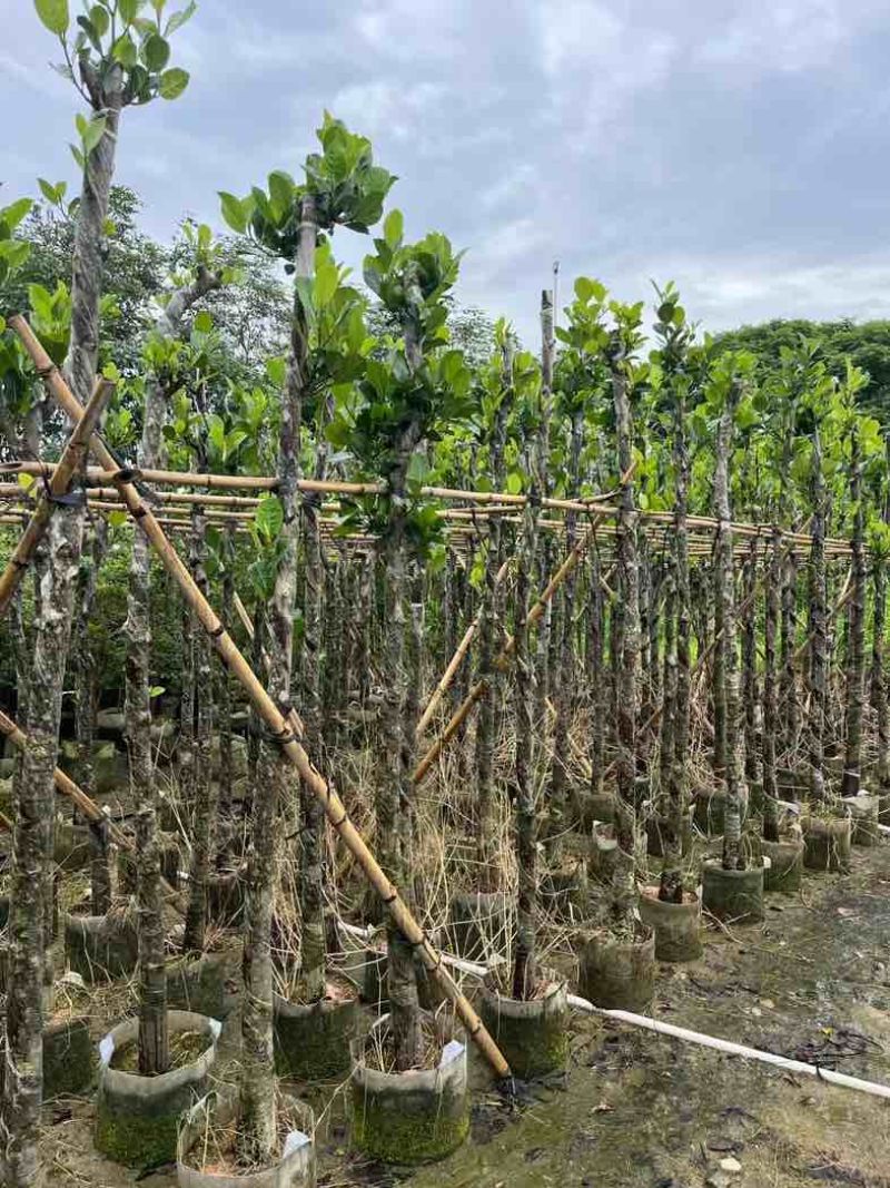 菠萝蜜树苗基地直销规格齐全欢迎老板来电咨询合作