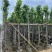 菠萝蜜树苗基地直销规格齐全欢迎老板来电咨询合作
