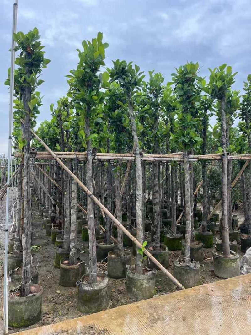 菠萝蜜树苗基地直销规格齐全欢迎老板来电咨询合作