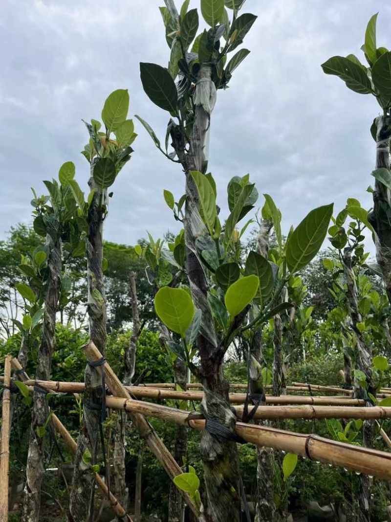 菠萝蜜树苗基地直销规格齐全欢迎老板来电咨询合作