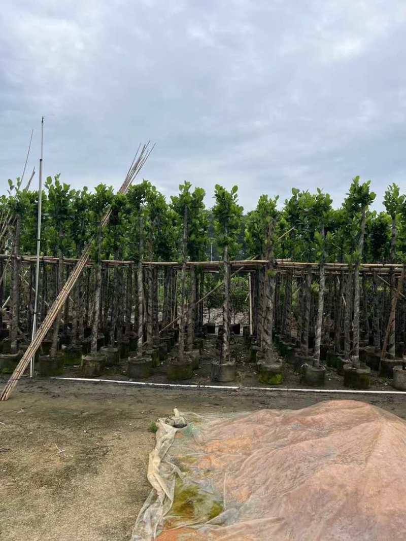 菠萝蜜树苗基地直销规格齐全欢迎老板来电咨询合作