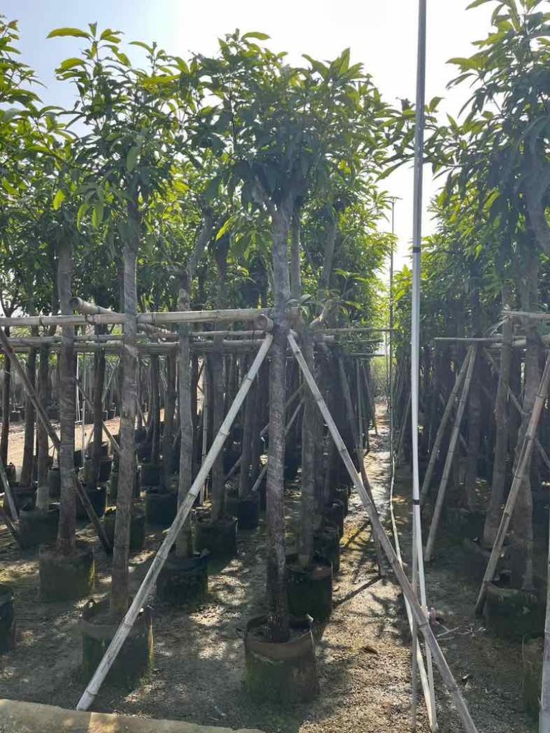 芒果树基地直销规格齐全欢迎老板来电咨询合作