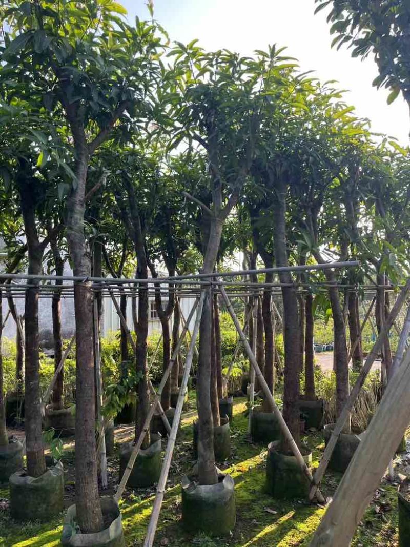 芒果树基地直销规格齐全欢迎老板来电咨询合作