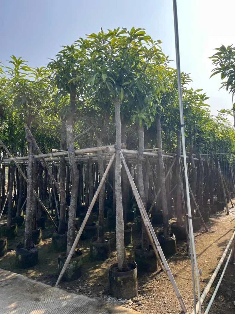芒果树基地直销规格齐全欢迎老板来电咨询合作