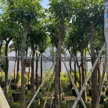 芒果树基地直销规格齐全欢迎老板来电咨询合作
