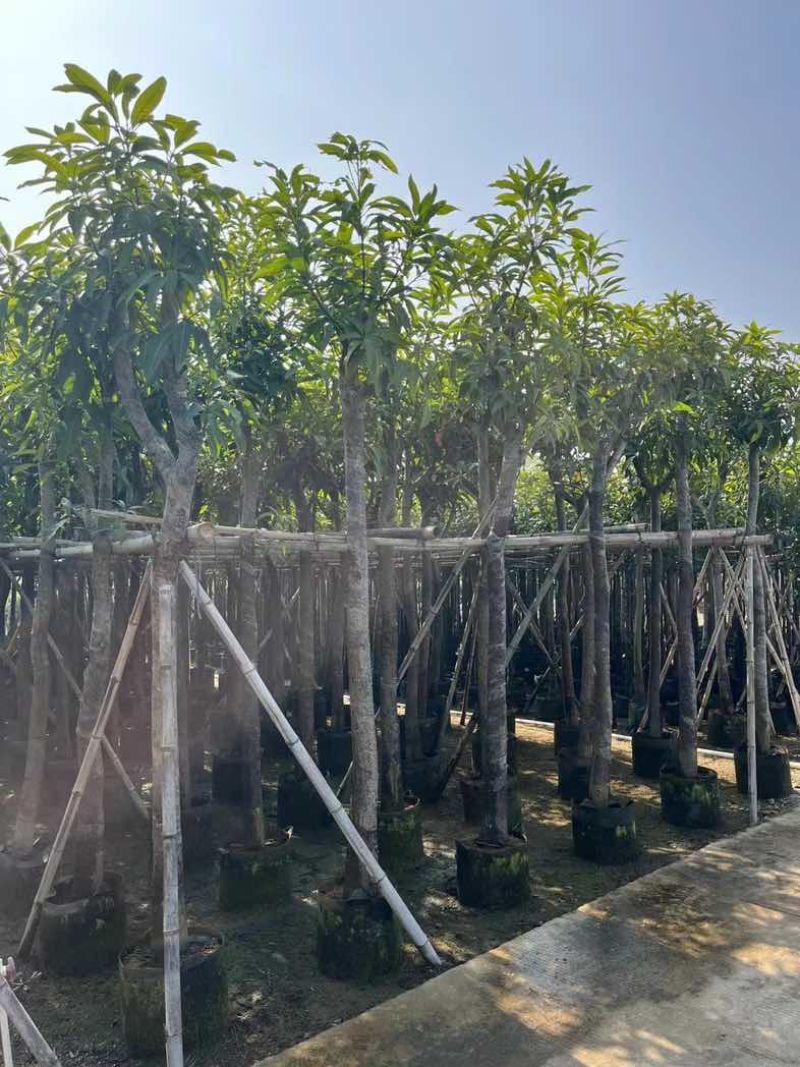 芒果树基地直销规格齐全欢迎老板来电咨询合作