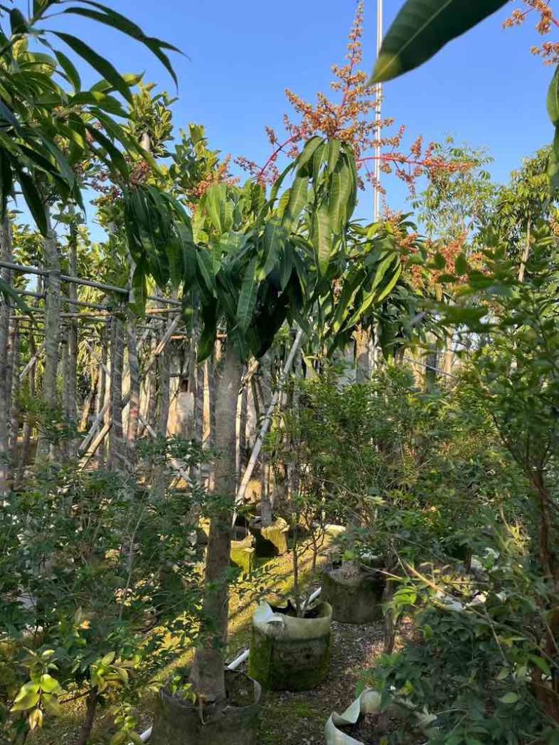 金煌芒果树基地直销规格齐全欢迎老板来电咨询合作