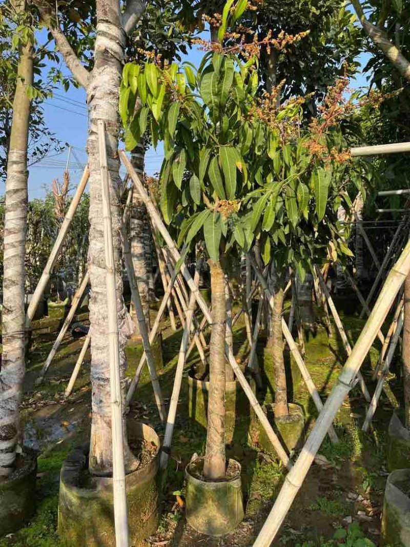 金煌芒果树基地直销规格齐全欢迎老板来电咨询合作