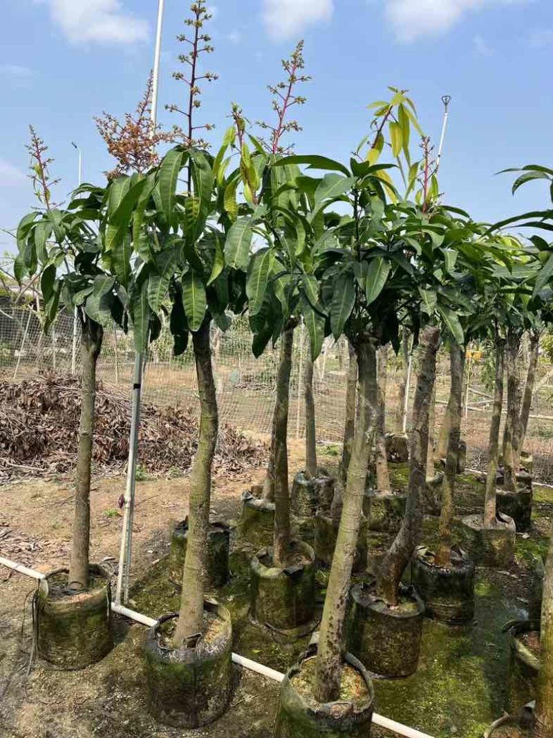 金煌芒果树基地直销规格齐全欢迎老板来电咨询合作
