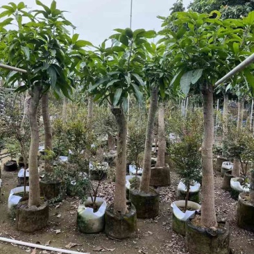 金煌芒果树基地直销规格齐全欢迎老板来电咨询合作