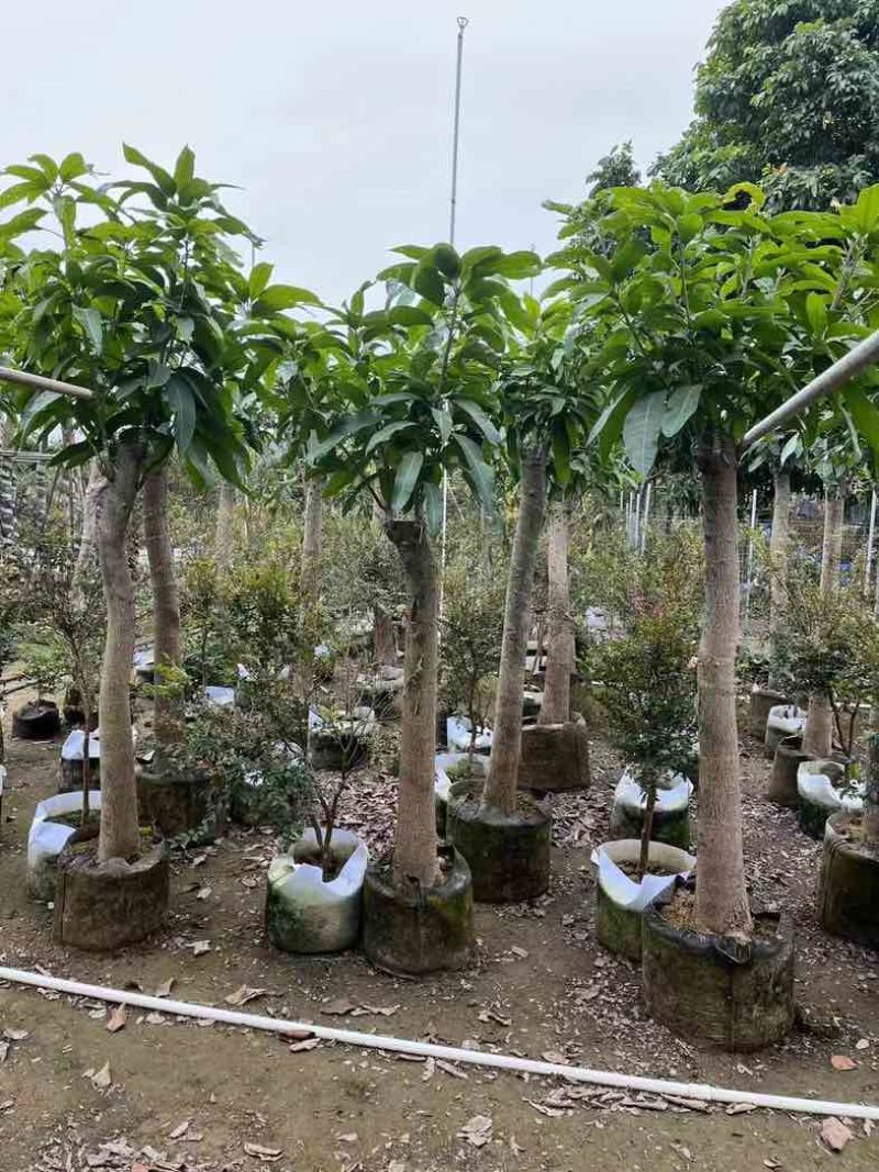 金煌芒果树基地直销规格齐全欢迎老板来电咨询合作