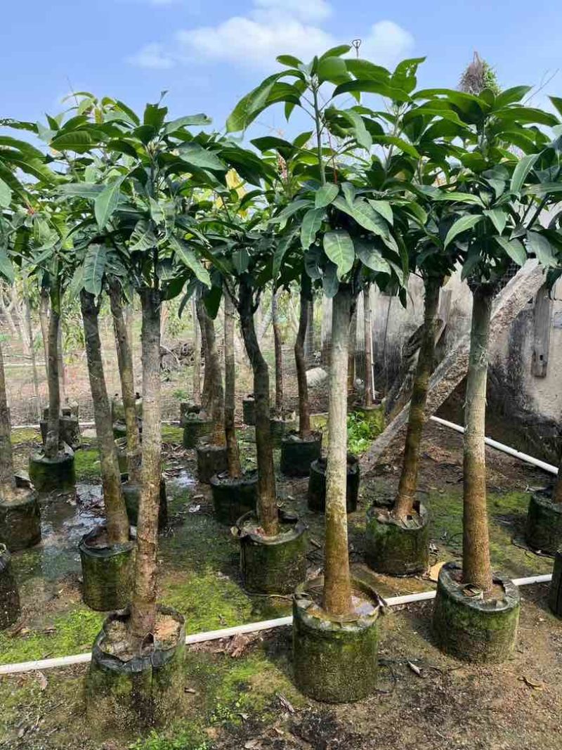 金煌芒果树基地直销规格齐全欢迎老板来电咨询合作