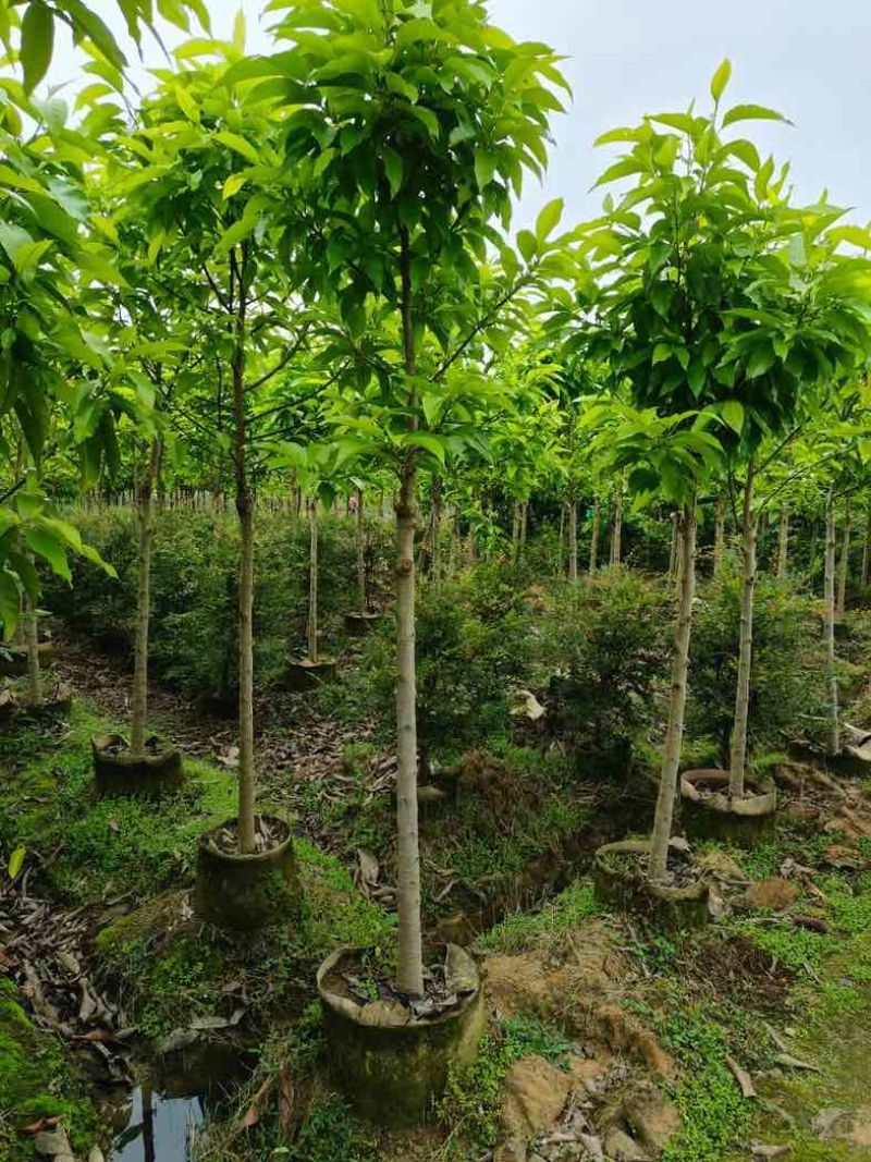 白玉兰5～8公分基地直销规格齐全欢迎老板来电咨询合作