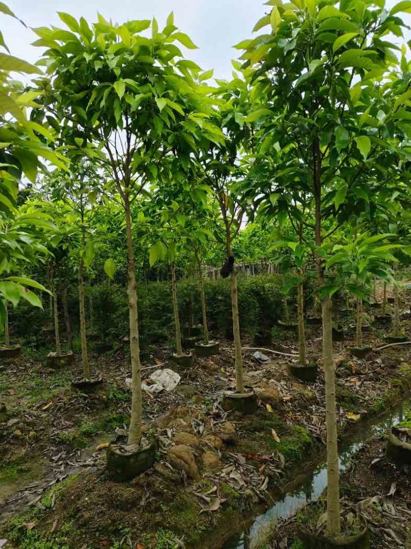 白玉兰5～8公分基地直销规格齐全欢迎老板来电咨询合作
