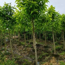 白玉兰5～8公分基地直销规格齐全欢迎老板来电咨询合作