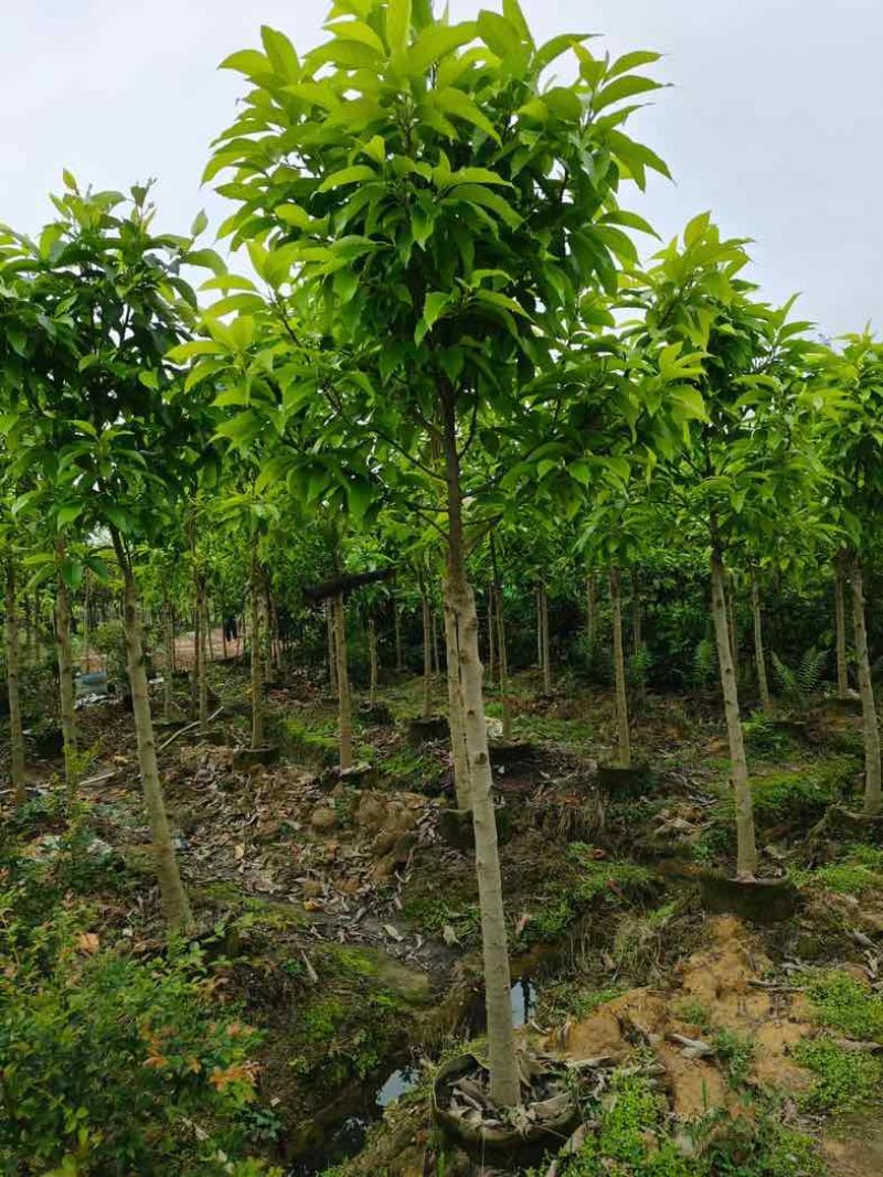 白玉兰5～8公分基地直销规格齐全欢迎老板来电咨询合作