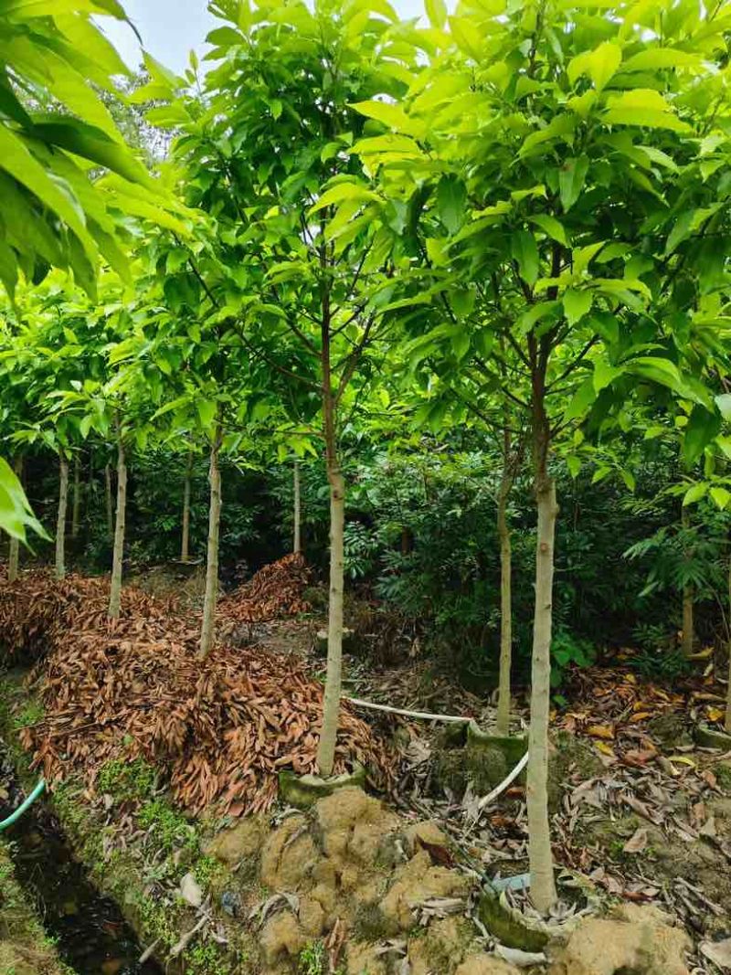 白玉兰5～8公分基地直销规格齐全欢迎老板来电咨询合作