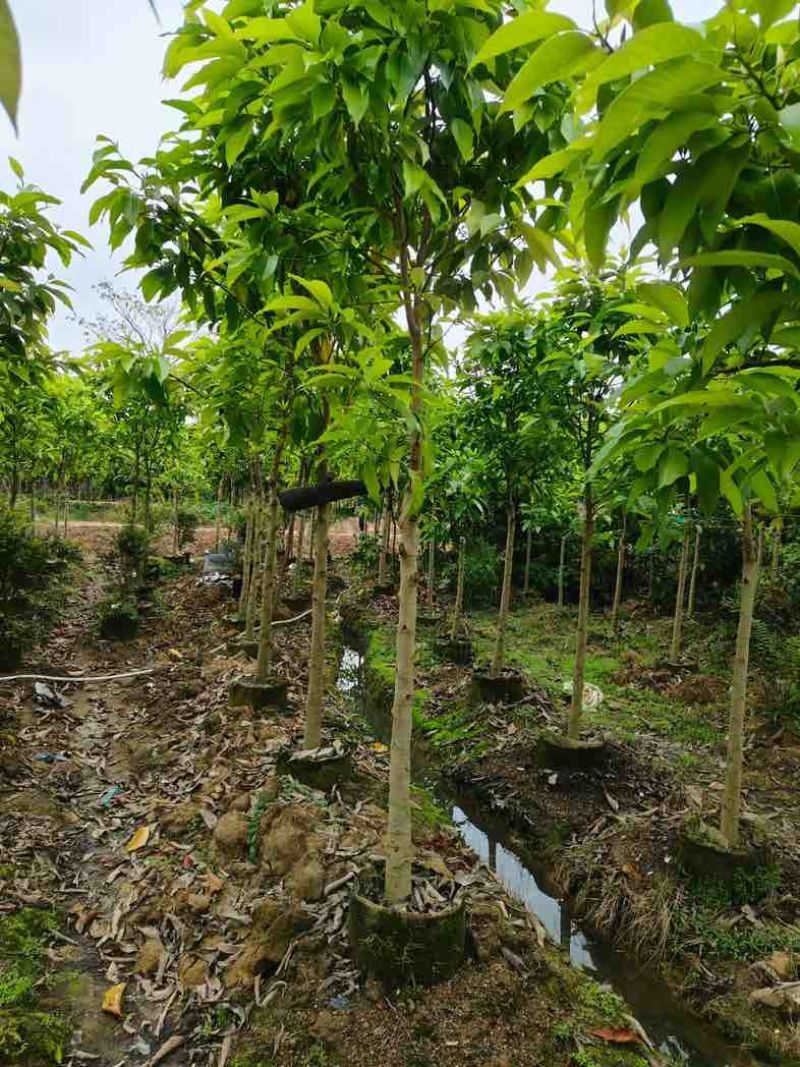 白玉兰5～8公分基地直销规格齐全欢迎老板来电咨询合作