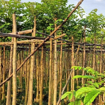 火焰木3～5公分基地直销规格齐全欢迎老板来电咨询