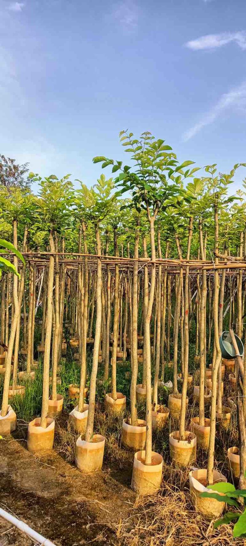 火焰木3～5公分基地直销规格齐全欢迎老板来电咨询