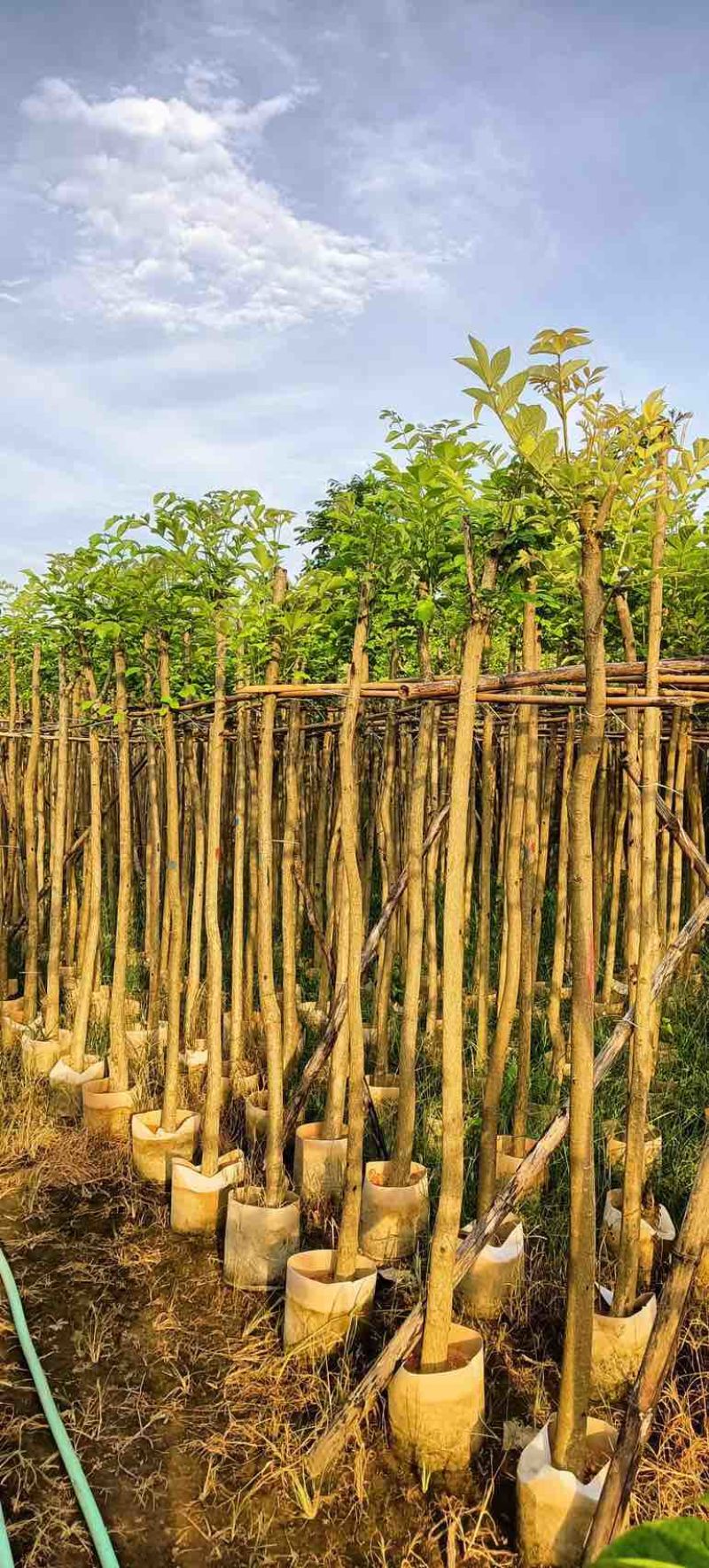火焰木3～5公分基地直销规格齐全欢迎老板来电咨询