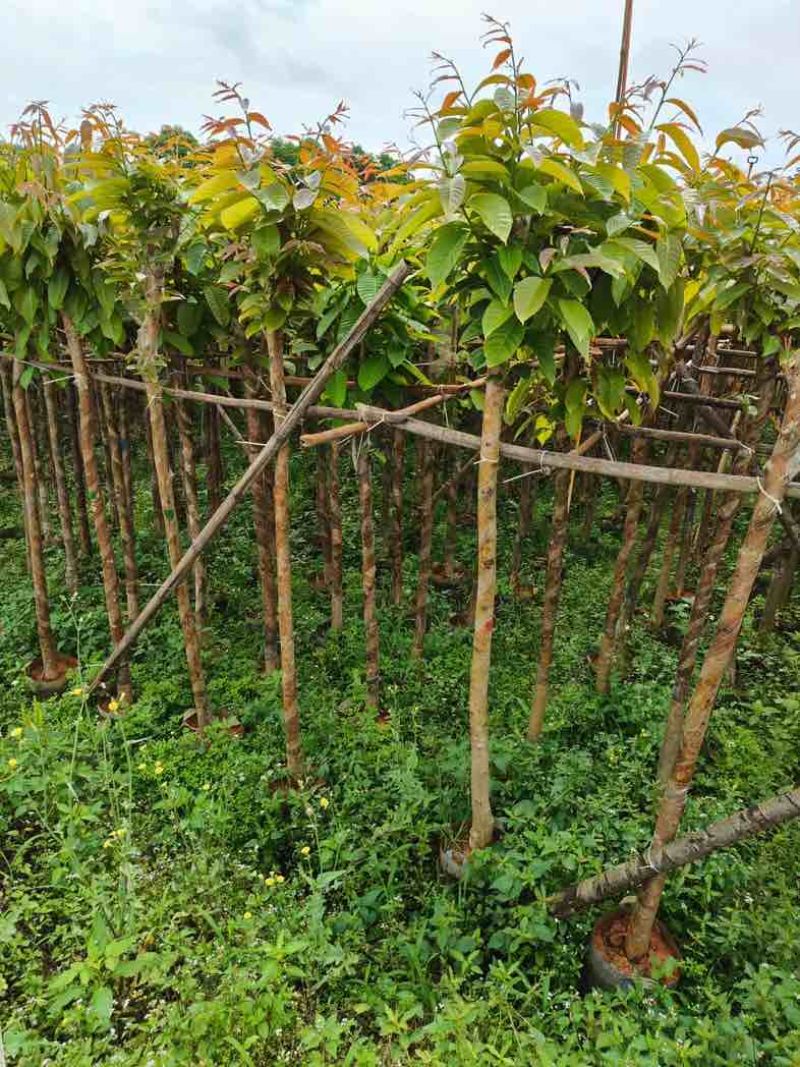火焰木3～5公分基地直销规格齐全欢迎老板来电咨询