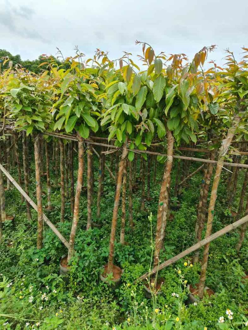 大叶紫薇5～8公分基地直销规格齐全欢迎老板来电咨询合作
