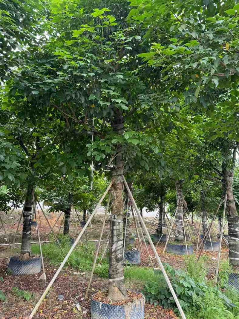 养冠秋枫树基地直销规格齐全欢迎老板来电咨询合作