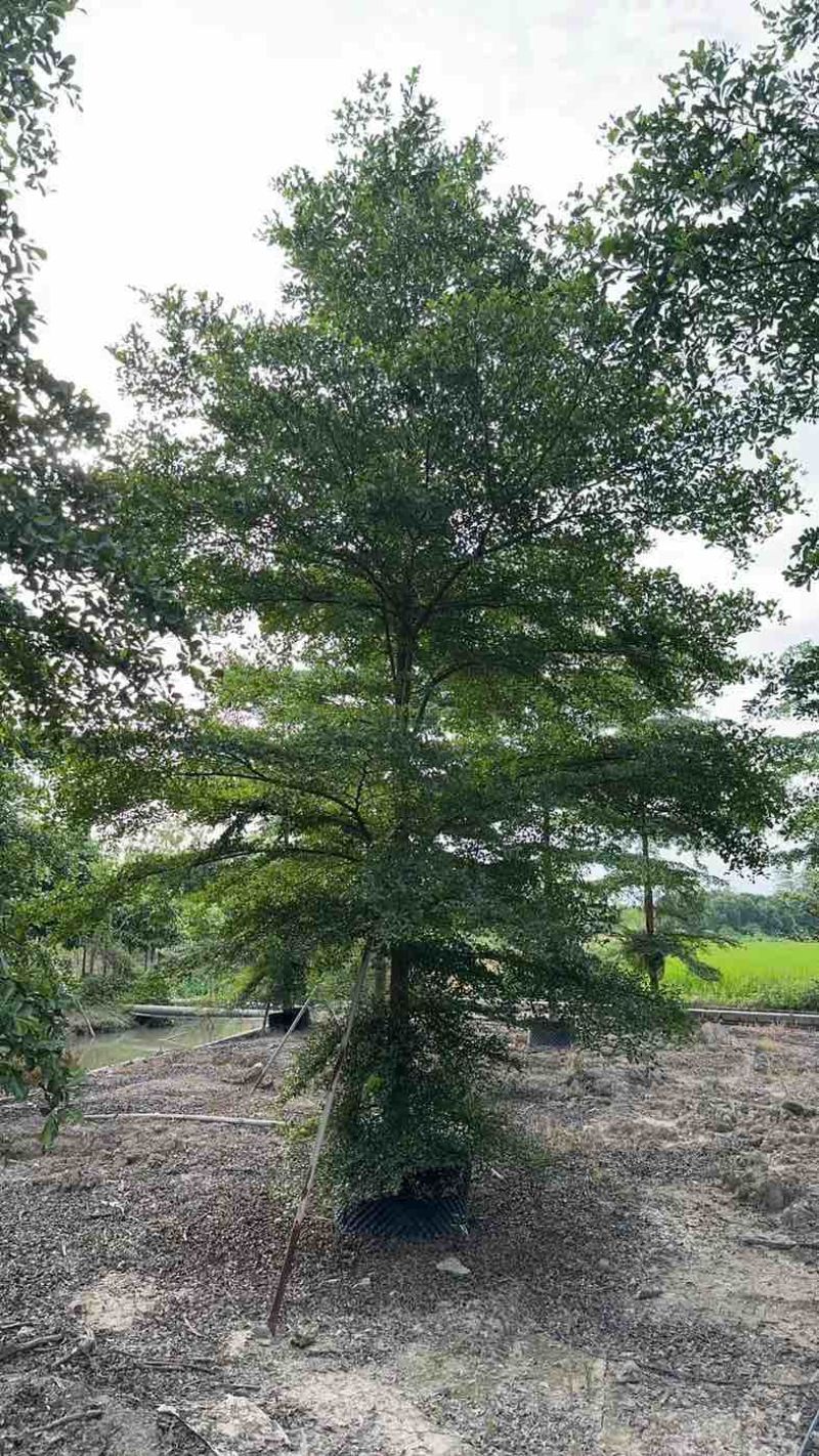 小叶榄仁树基地直销规格齐全欢迎老板来电咨询合作
