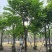 麻楝基地直销规格齐全欢迎老板来电咨询合作