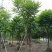 麻楝基地直销规格齐全欢迎老板来电咨询合作