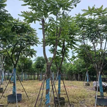 麻楝基地直销规格齐全欢迎老板来电咨询合作