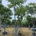 麻楝基地直销规格齐全欢迎老板来电咨询合作