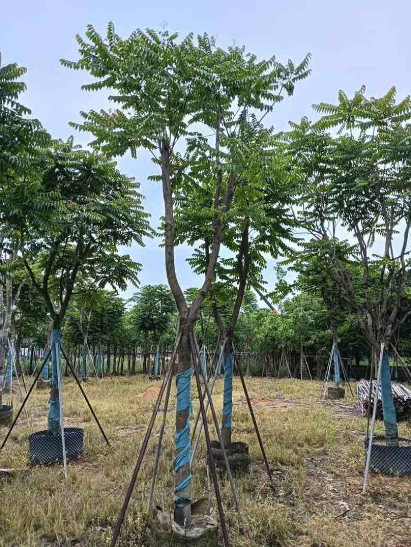 麻楝基地直销规格齐全欢迎老板来电咨询合作