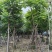 麻楝基地直销规格齐全欢迎老板来电咨询合作