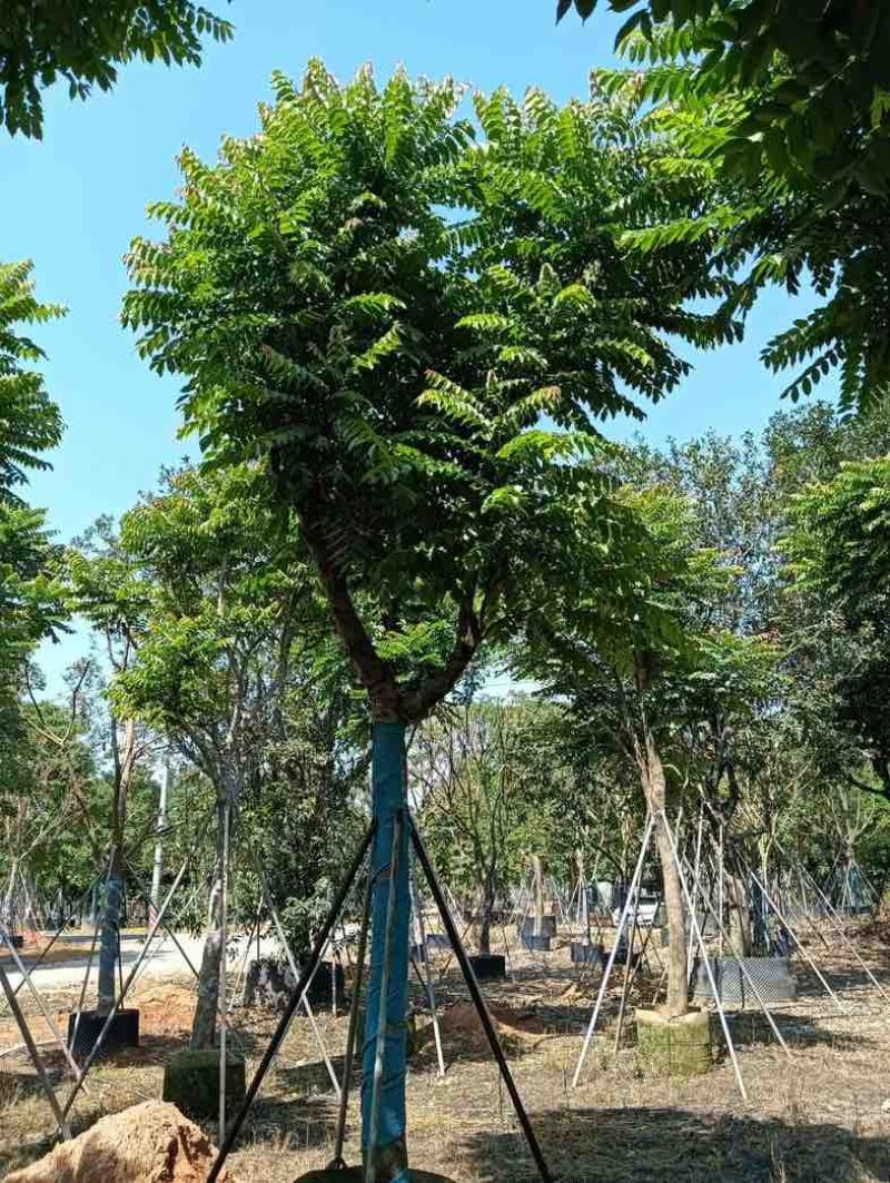 麻楝基地直销规格齐全欢迎老板来电咨询合作