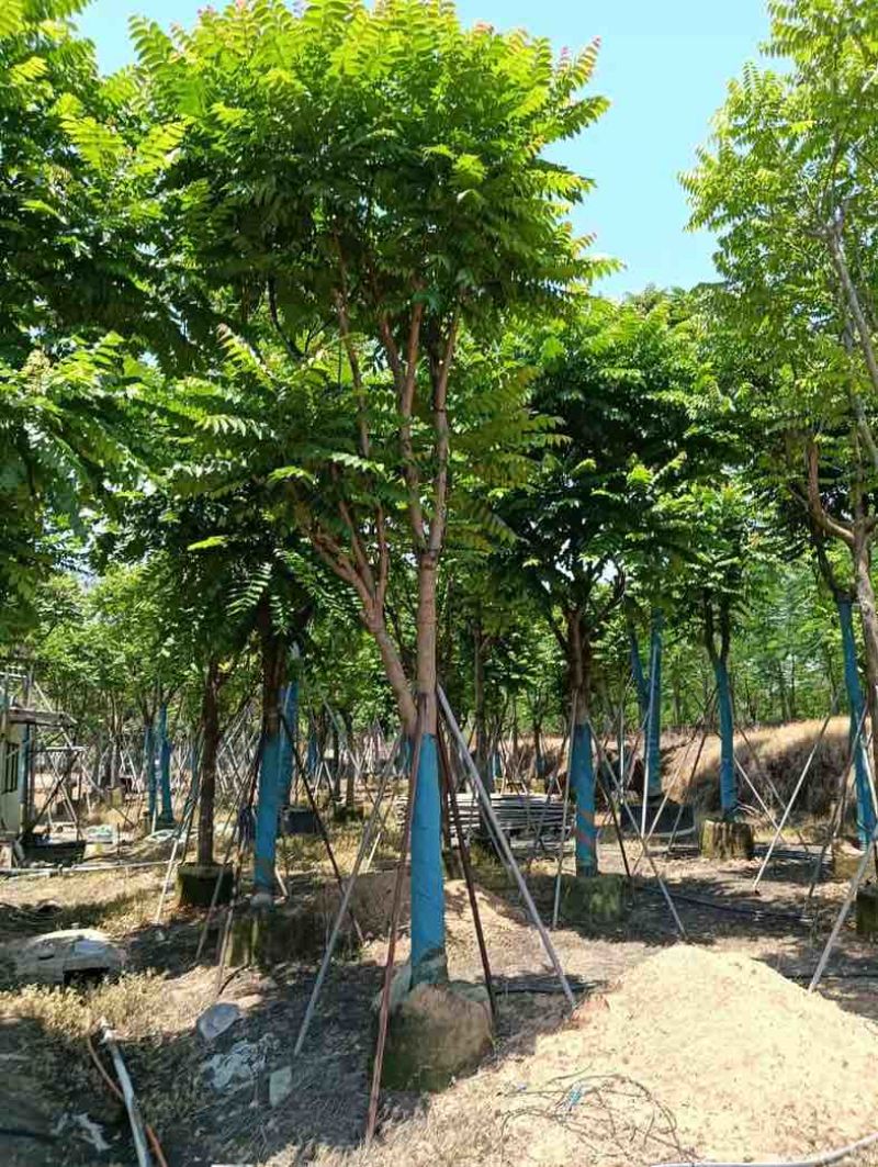 麻楝基地直销规格齐全欢迎老板来电咨询合作