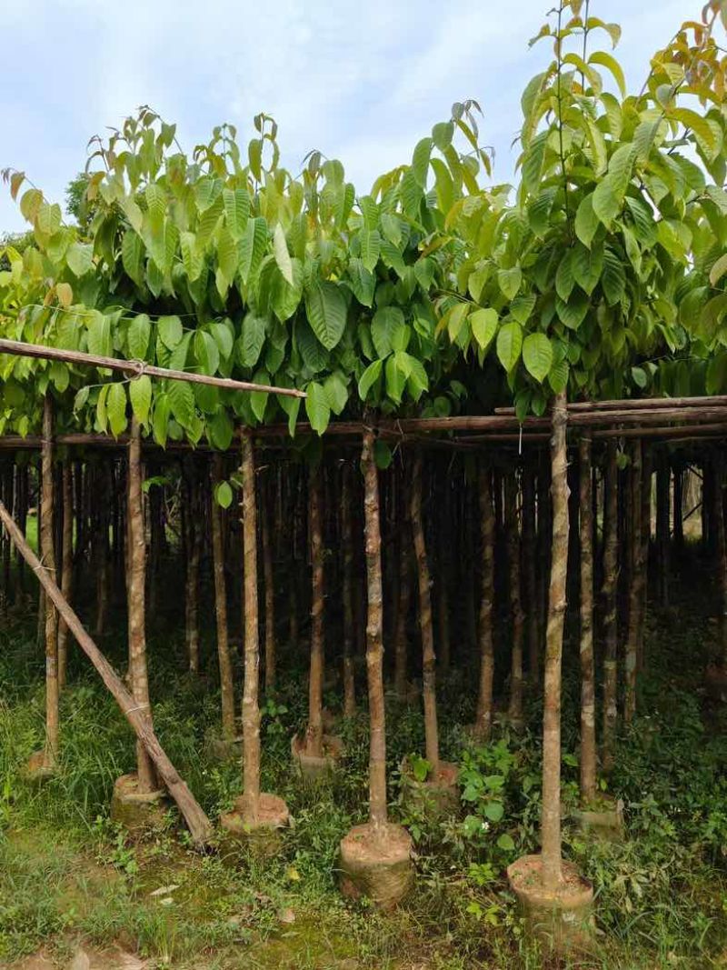 大量供应各种规格大叶紫薇3～20公分基地直销欢迎老板来电