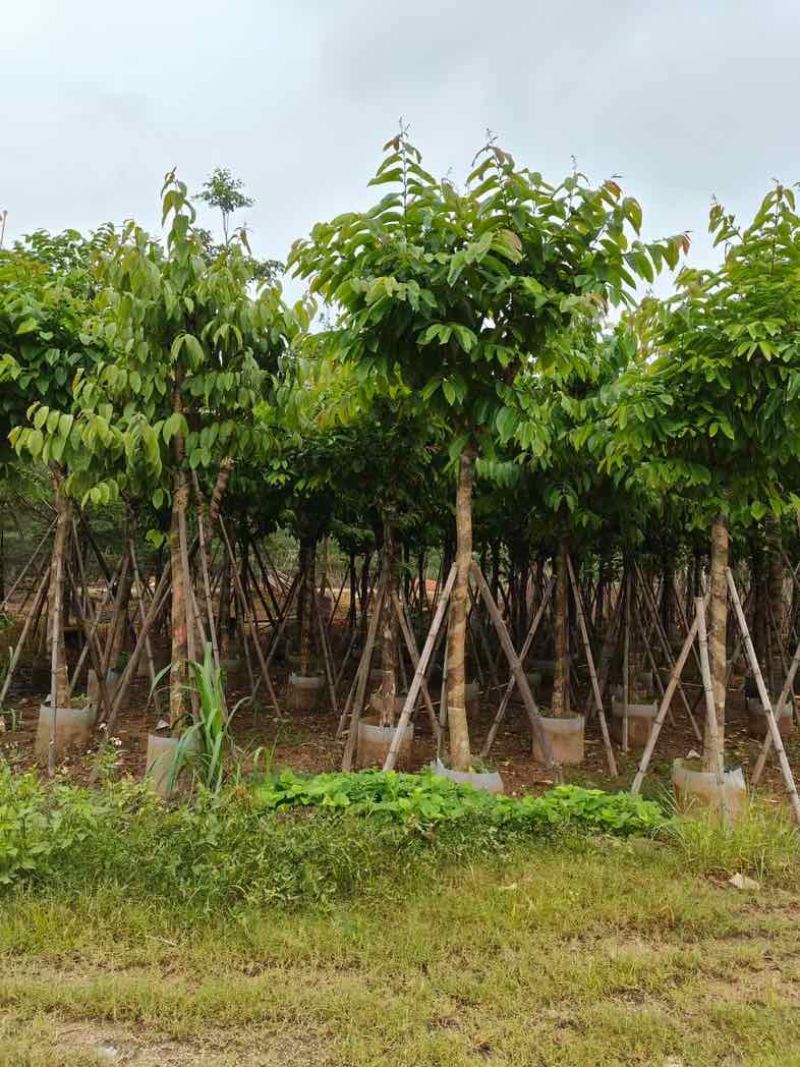 大量供应各种规格大叶紫薇3～20公分基地直销欢迎老板来电