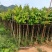 大量供应各种规格大叶紫薇3～20公分基地直销欢迎老板来电