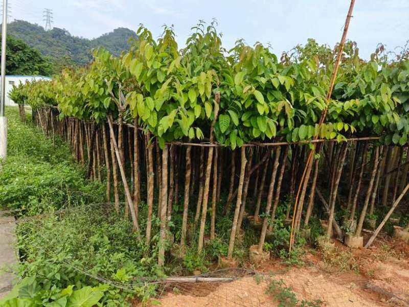 大量供应各种规格大叶紫薇3～20公分基地直销欢迎老板来电