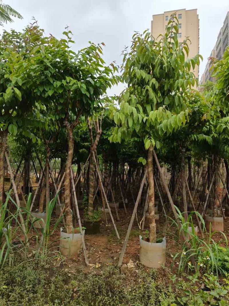 大量供应各种规格大叶紫薇3～20公分基地直销欢迎老板来电