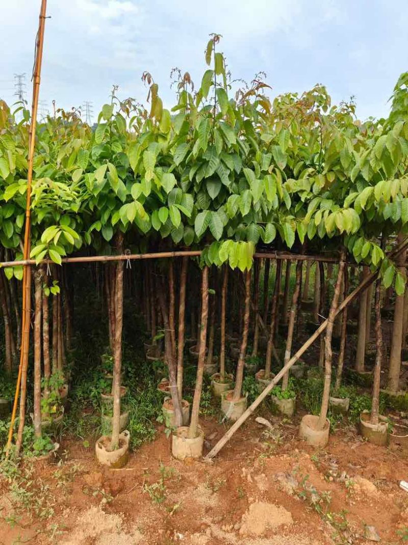 大量供应各种规格大叶紫薇3～20公分基地直销欢迎老板来电
