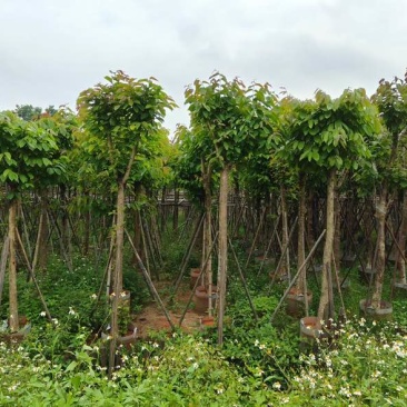 大量供应各种规格大叶紫薇3～20公分基地直销欢迎老板来电