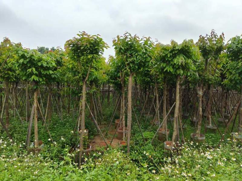大量供应各种规格大叶紫薇3～20公分基地直销欢迎老板来电
