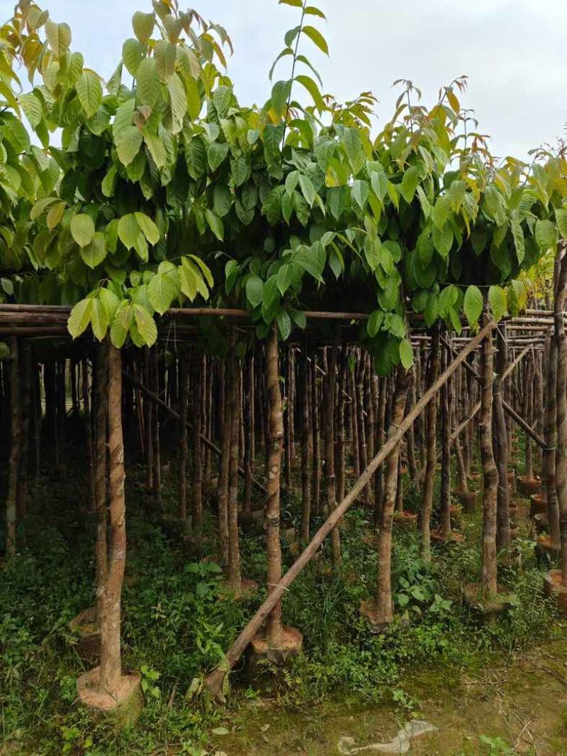 大量供应各种规格大叶紫薇3～20公分基地直销欢迎老板来电
