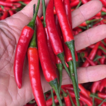 广西辣椒🌶️大量上市了专业供应电商市场商超货